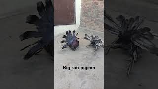 americanfaintail pigeonpigeon kabutar lakka viral video🎥 [upl. by Dacy]