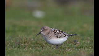 Bairds Sandpiper Bewan Loch 7th September 2020 [upl. by Emmalee344]