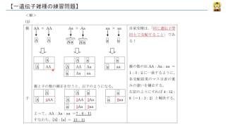 一遺伝子雑種の練習問題 【高校生物】 [upl. by Ahscrop]