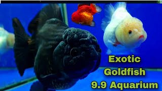 Exotic Oranda Goldfish Lionhead Goldfish at 99 Aquarium [upl. by Sara-Ann]