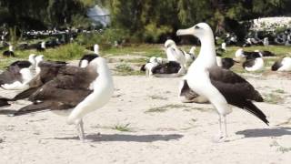 Laysan Albatross Mating Dance [upl. by Abra]