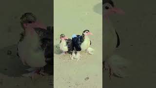 Siraji kobutor pigeon 😯🤙👍💪🕊️🕊️ song animeedit trending [upl. by Kohsa]