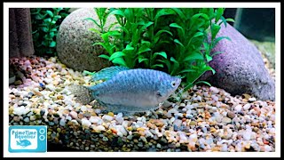 Gourami Care  The Good  The Bad and The Beautiful [upl. by Mead]