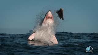 Breaching Great White Sharks  Shweekend [upl. by Lady]