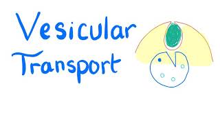 Vesicular Transport  Endocytosis and Exocytosis  Cell Physiology [upl. by Llertnac490]