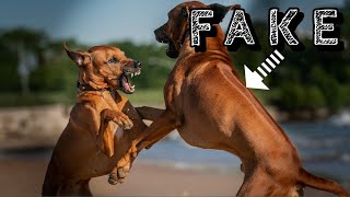 How Do Rhodesian Ridgebacks Get Their Ridge [upl. by Hampton479]