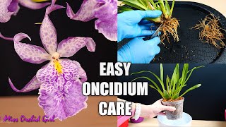 How to Care for Oncidium Orchids  Watering Repotting Reblooming amp more Orchid Care for Beginners [upl. by Yllet889]