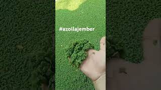 Bibit Azolla Organik azollafarming azollajember bibitazolla [upl. by Hay]