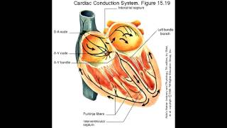 Cause and Treatment  Sinus Bradycardia [upl. by Nelleus]