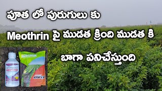 మిరపలో పూత లో పురుగు నివారణ  Sumitomo Meothrin  Fenpropathrin 3000 EC  chilli thrips control [upl. by Eelorac]