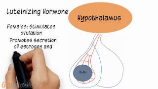 Endocrine System Follicle Stimulating Hormone Luteinizing Hormone Prolactin v20 [upl. by Schuler]