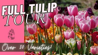 FULL TULIP GARDEN TOUR 30 VARIETIES  Backyard Spring Cut Flower Garden [upl. by Zeta]