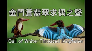 金門蒼翡翠求偶之叫聲 Whitebreasted Kingfisher sound Call of Whitethroated Kingfisher [upl. by Lester796]