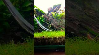 Dwarf Hairgrass  Trimming ✂️ shorts shortsindia aquaticplants plantedaquarium [upl. by Egoreg805]