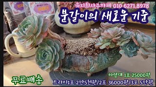 다육이 분갈이의 새로운 기준 트라이와 함께하세요 트라이 3포 5만원 💕윤지희사주까페 01062718978 [upl. by Asserrac]