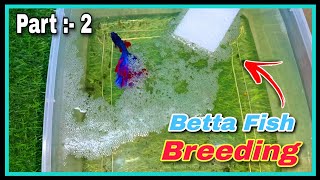 Part  2 🤩 How to Breed Betta Fish Step by Step 🤩  Successful Betta Fish Breeding Tutorial at Home [upl. by Sesiom]