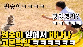 야생 원숭이 앞에서 바나나 고문먹방 하기 ㅋㅋㅋㅋㅋ 실화냐 in 코타키나발루 eng sub  휴학생 시즌1 ep4  공대생 변승주 [upl. by Gilliette603]