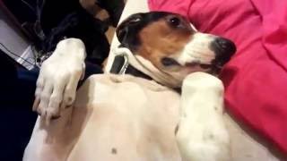 Jax Morning Belly Rub Treeing Walker Coonhound [upl. by Odrawde]