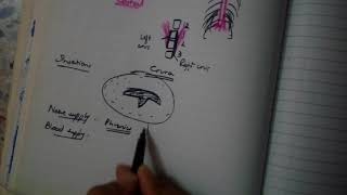 DIAPHRAGM complete explanation MUST WATCH BD is not enough [upl. by Etnecniv]