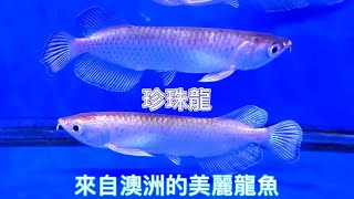 來自澳洲的美麗龍魚珍珠龍Scleropages jardinii [upl. by Ayatnohs949]