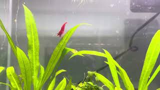 Ecosystem in a 3 gallon tank snail shrimp and guppies [upl. by Aneehsor]