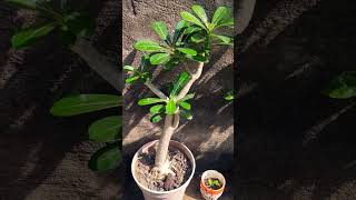 Adenium plant Made from cutting [upl. by Elly126]