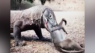 The Mystery action of Komodo to attack Monkey [upl. by Ahtamas]