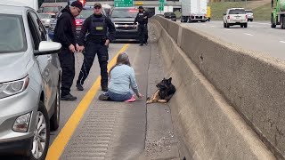 WATCH Good Samaritan saves German Shepherd found on westbound I94 [upl. by Euqram]