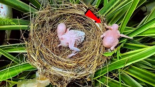 Baby birds trying to get out of the nest  Birds of Nature [upl. by Chelsy941]