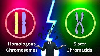 Homologous Chromosomes and Sister Chromatids Simplified [upl. by Sacks213]