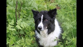 Características en Perros de Pastoreo  TvAgro por Juan Gonzalo Angel [upl. by Gisela]