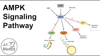 AMPK Signaling Pathway Regulation and Downstream Effects [upl. by Chappie]