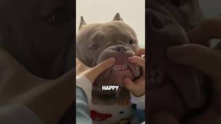 Gentle bully dog shortvideo animals healing pets dog cute love shortvideo shorts [upl. by Yanetruoc]