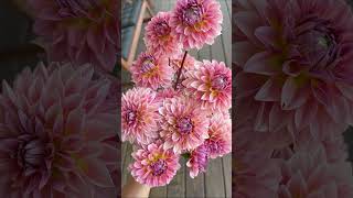 HEY Dahlia Lovers dahlia dahlias dahliacollections gardening [upl. by Cahra]