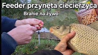 Feeder przynęta ciecierzyca 10 fishing carpfishing branie na żywo [upl. by Erund587]