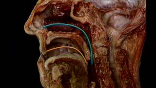 Anatomy and Physiology of ENT Organs  Introduction [upl. by Martineau8]