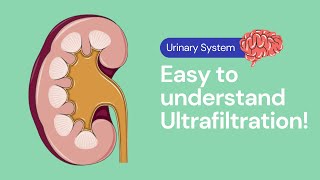 Ultrafiltration in the Kidney  Excretion [upl. by Papert]