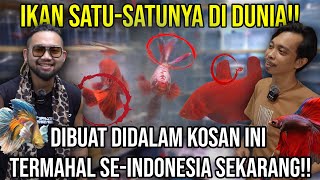 IKAN SATUSATUNYA DI DUNIA DIBUAT DALAM KOSAN INI TERMAHAL SEINDONESIA SEKARANG [upl. by Edyak]