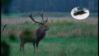 Red stag hunting during the rut time 2 Amazing hunt and 5kg red stag down [upl. by Sankaran]