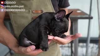 【愛微笑法國鬥牛犬舍】20240911拍攝法國鬥牛犬French Bulldog黑公幼犬 [upl. by Amara]