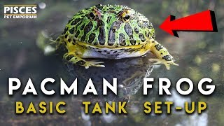 Pacman Frog Terrarium Setup [upl. by Wallie]