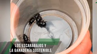 Los escarabajos y la ganadería sostenible Parte 1  TvAgro por Juan Gonzalo Angel Restrepo [upl. by Nnaj]