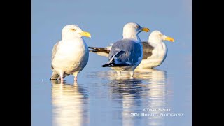 Fall Bird Migration  Part II Shorebirds 4K [upl. by Doi651]