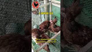 RHODE ISLAND RED CHICKENS FREE RANGED CHICKEN  DUMAGUETE CITY PHILIPPINES [upl. by Luar]