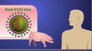 Antigenic Shift and the H1N1 Influenza A Virus [upl. by Ettecul]