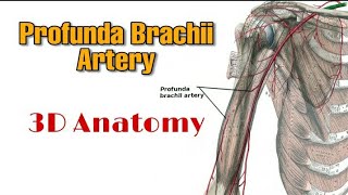 Profunda Brachii Artery  Course and Branches [upl. by Groot]