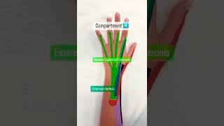 🛟 6 Dorsal Compartments of the Wrist🛟 [upl. by Notsecnirp]