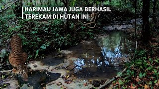 Harimau Jawa Terekam Minum di Sungai Tengah Hutan 6 Bulan Lalu [upl. by Harp]