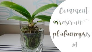 ✿ Comment arroser son orchidée phalaenopsis  Partie 1 [upl. by Ocirled]