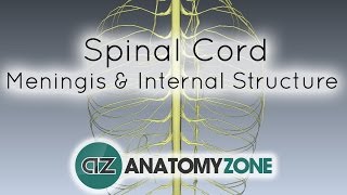 Spinal Cord  Meninges and Internal Structure  Anatomy Tutorial [upl. by Ielarol939]